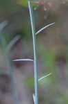 Procession flower